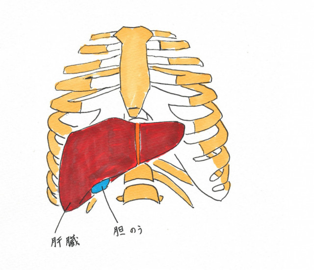 肝臓イラスト