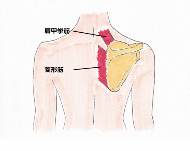 菱形筋と肩甲挙筋